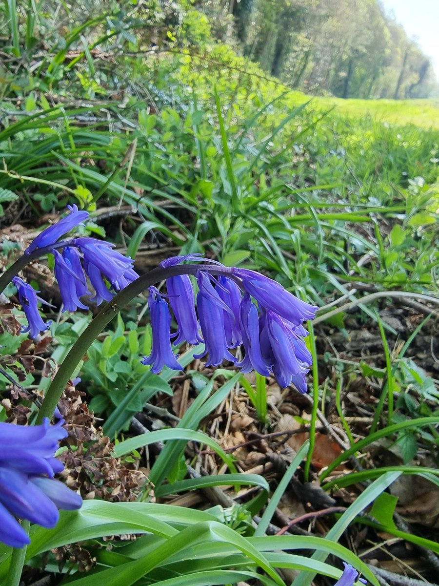 respecting nature tweet media