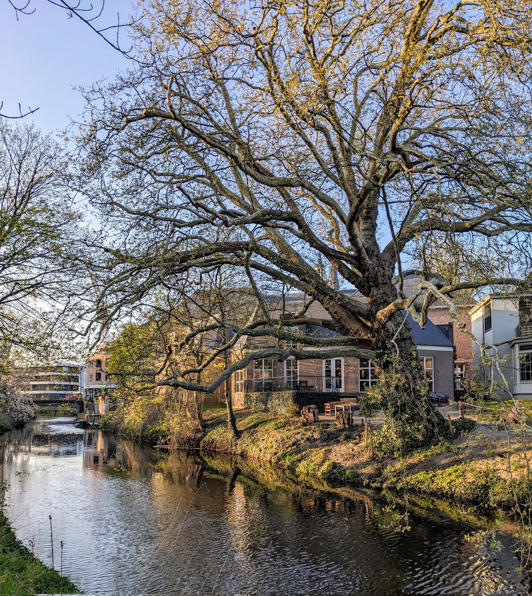 Monumentale plataan in het Julianapark Veghel dreigt in rivier de AA te vallen door ondergraving van bevers.