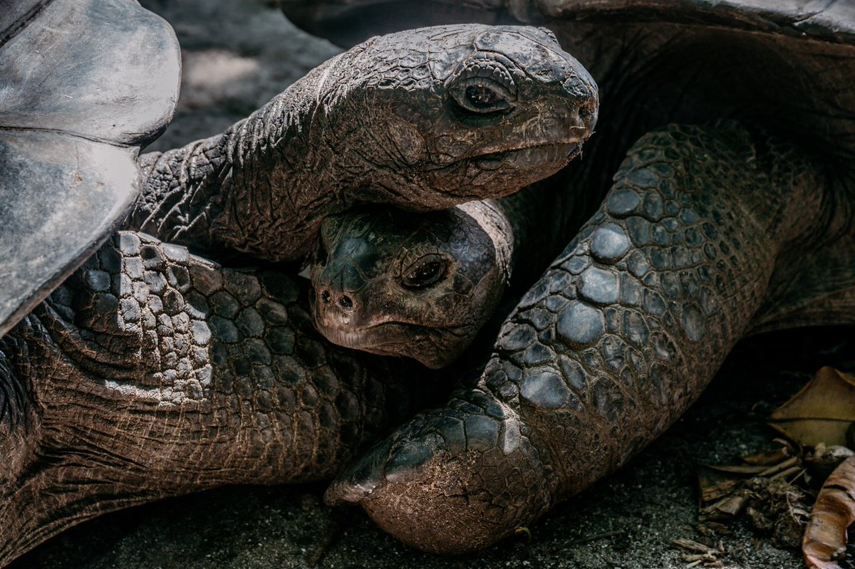 The Seychelles Islands tweet media