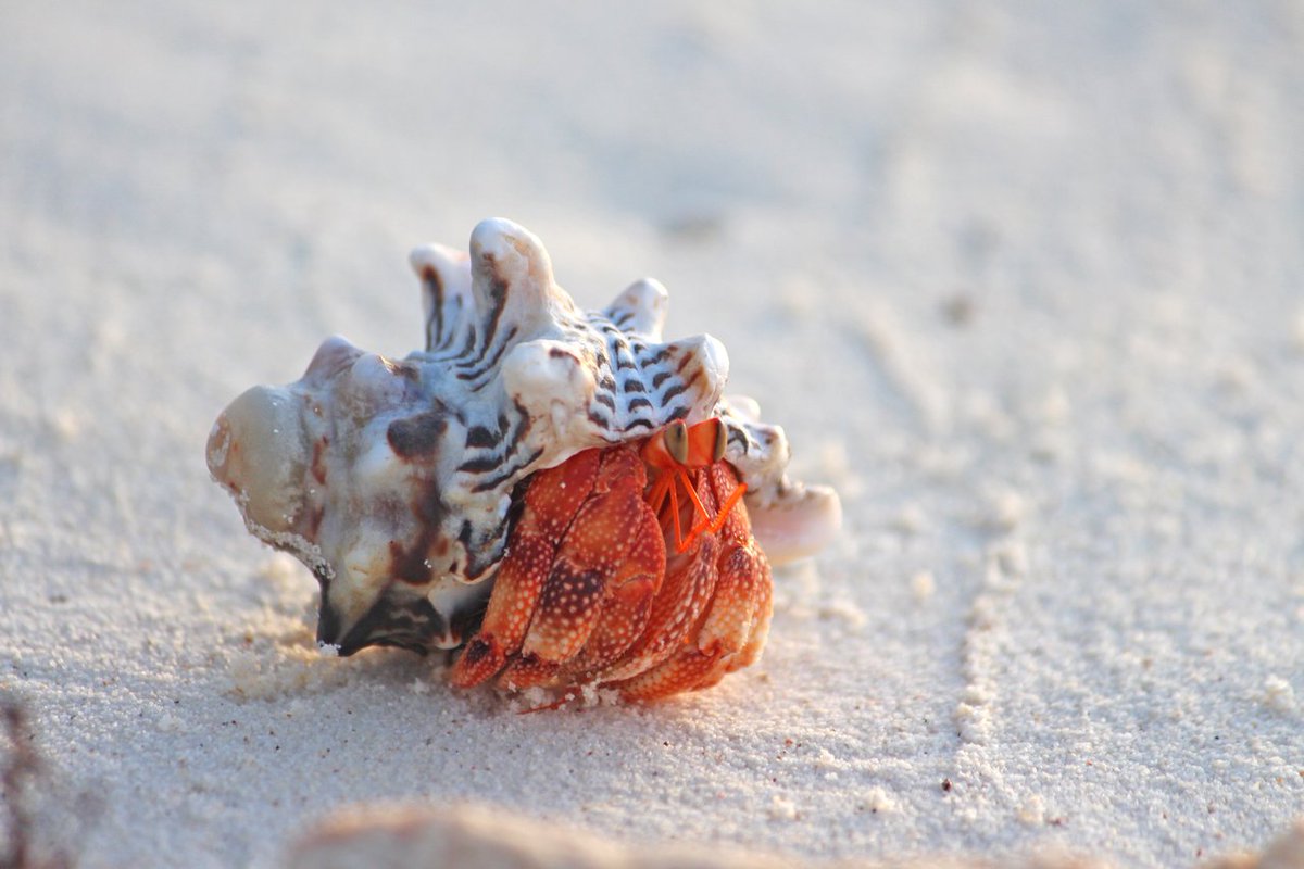 The Seychelles Islands tweet media