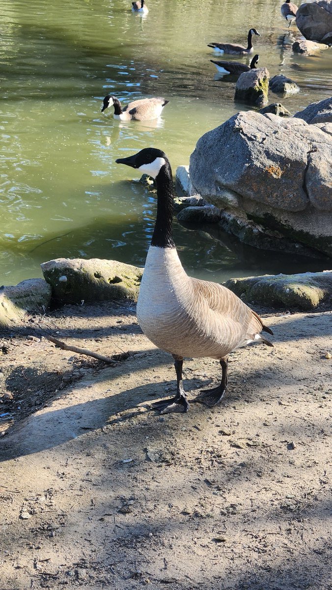 Geese at the park!

I'm a little stretched this as of late and I'm uncertain about my future in a lot of ways, but I will never stop drawing. :)