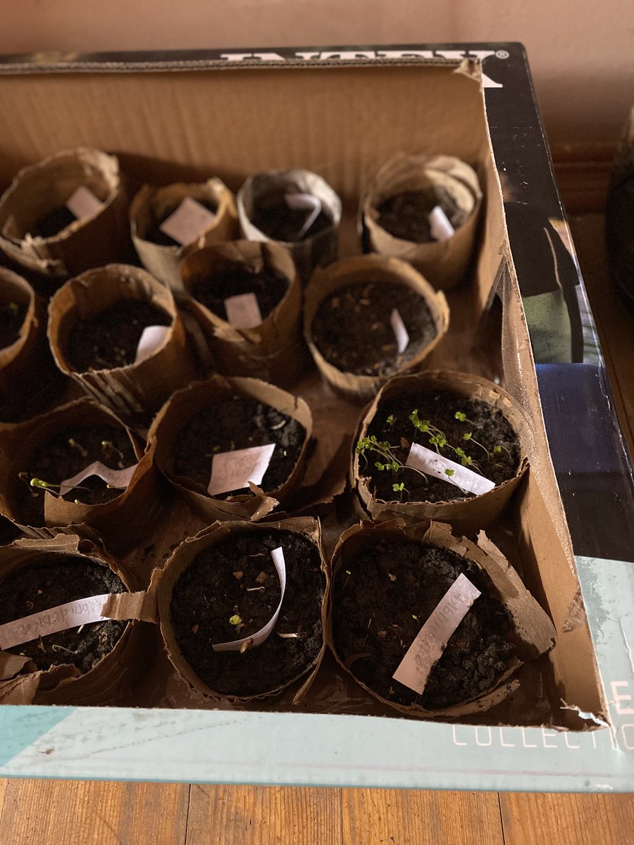 Рукола вже прагне втекти з теплиці, але вона навіть не уявляє, шо там надворі