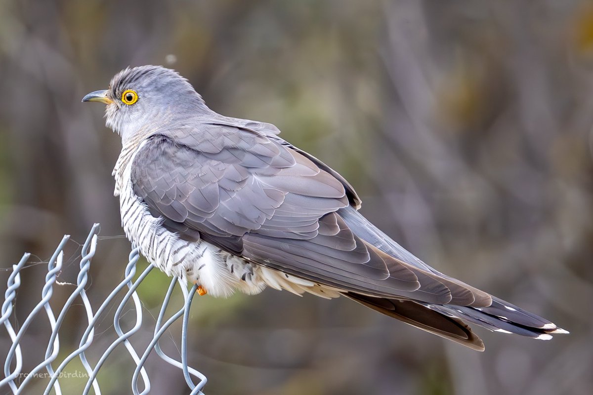 Common Cuckoo - Kiti Dam 10 Apr 25 #cyprusbirds #birdsseenin 2025