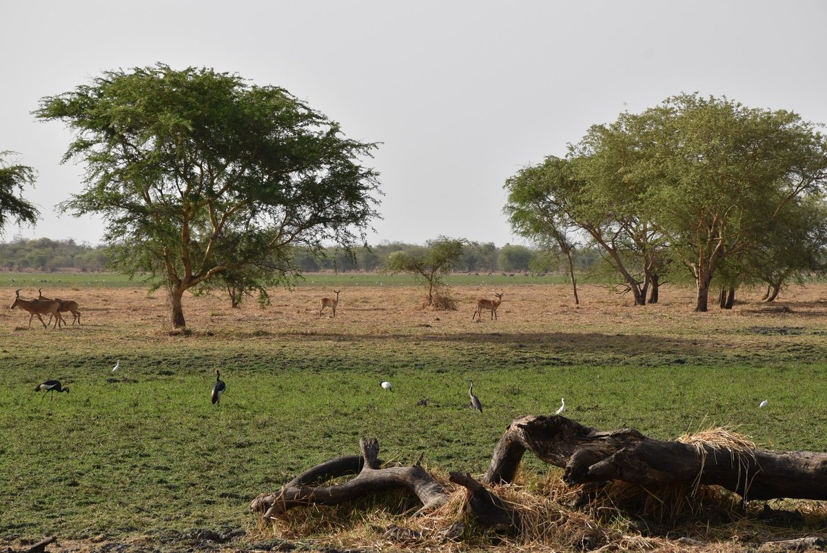 Amb_EricGerard's tweet photo. Zakouma, un lieu d'une beauté saisissante dont j'ai pu profiter pleinement durant 3 jours avec mon épouse. Cette visite nous laisse un souvenir unique et me marque profondément. Je remercie Cyril Pélissier, directeur du Parc, pour son accueil et salue le travail des équipes. https://t.co/6DMWMynH4d