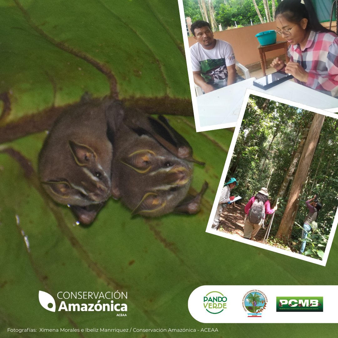 AceaaAmazonica's tweet photo. 🦇¡Murciélagos en el AICOM del ANMI Porvenir!
Junto al #PCMB se hizó un estudio de línea base para la confirmación de especies del área. Se identificaron por primera vez en #Pando refugios de tiendas de hoja de Uroderma bilobatum.
@el_BID @UEenBolivia @SueciaEnBolivia #PandoVerde https://t.co/HAR5PJdHKA