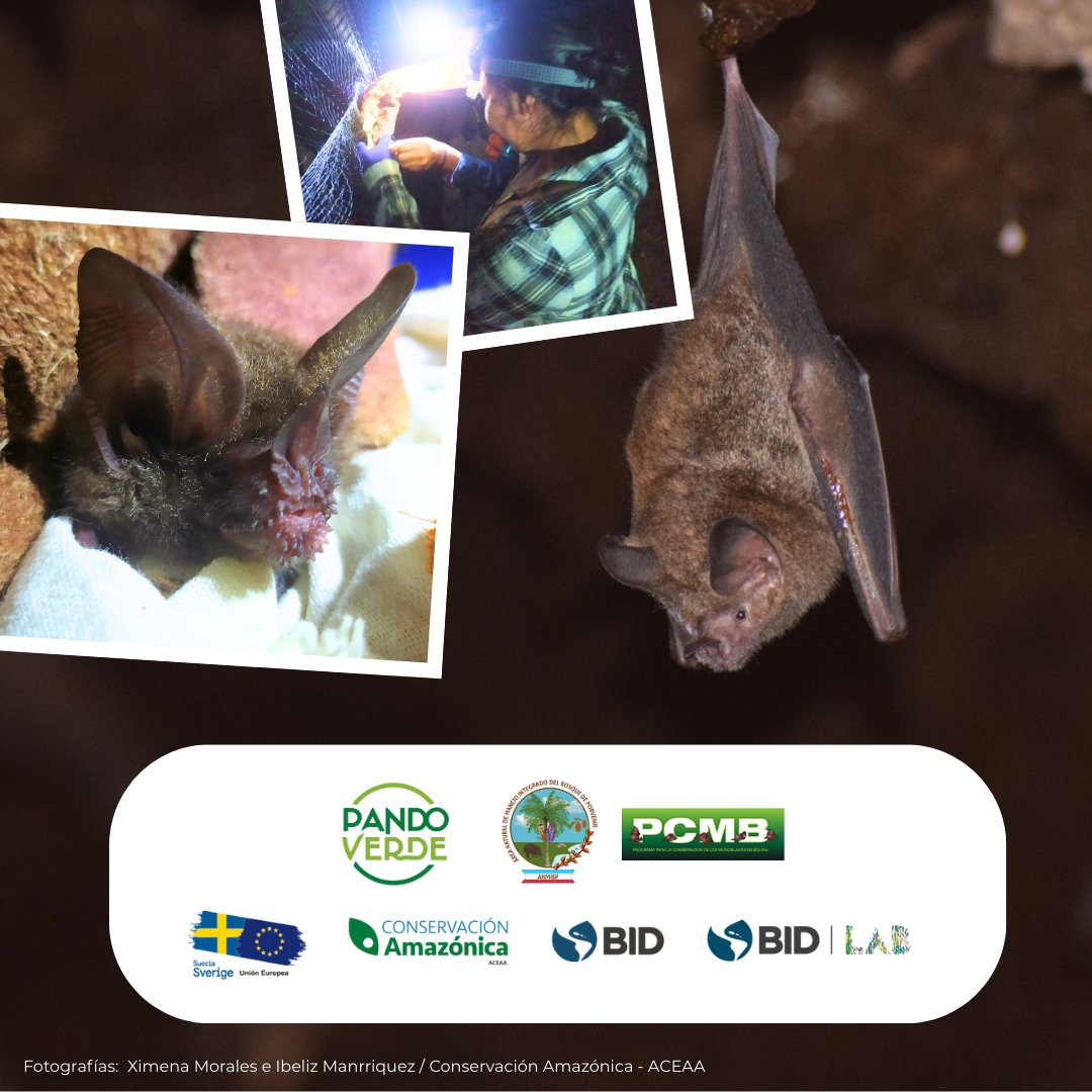 AceaaAmazonica's tweet photo. 🦇¡Murciélagos en el AICOM del ANMI Porvenir!
Junto al #PCMB se hizó un estudio de línea base para la confirmación de especies del área. Se identificaron por primera vez en #Pando refugios de tiendas de hoja de Uroderma bilobatum.
@el_BID @UEenBolivia @SueciaEnBolivia #PandoVerde https://t.co/HAR5PJdHKA