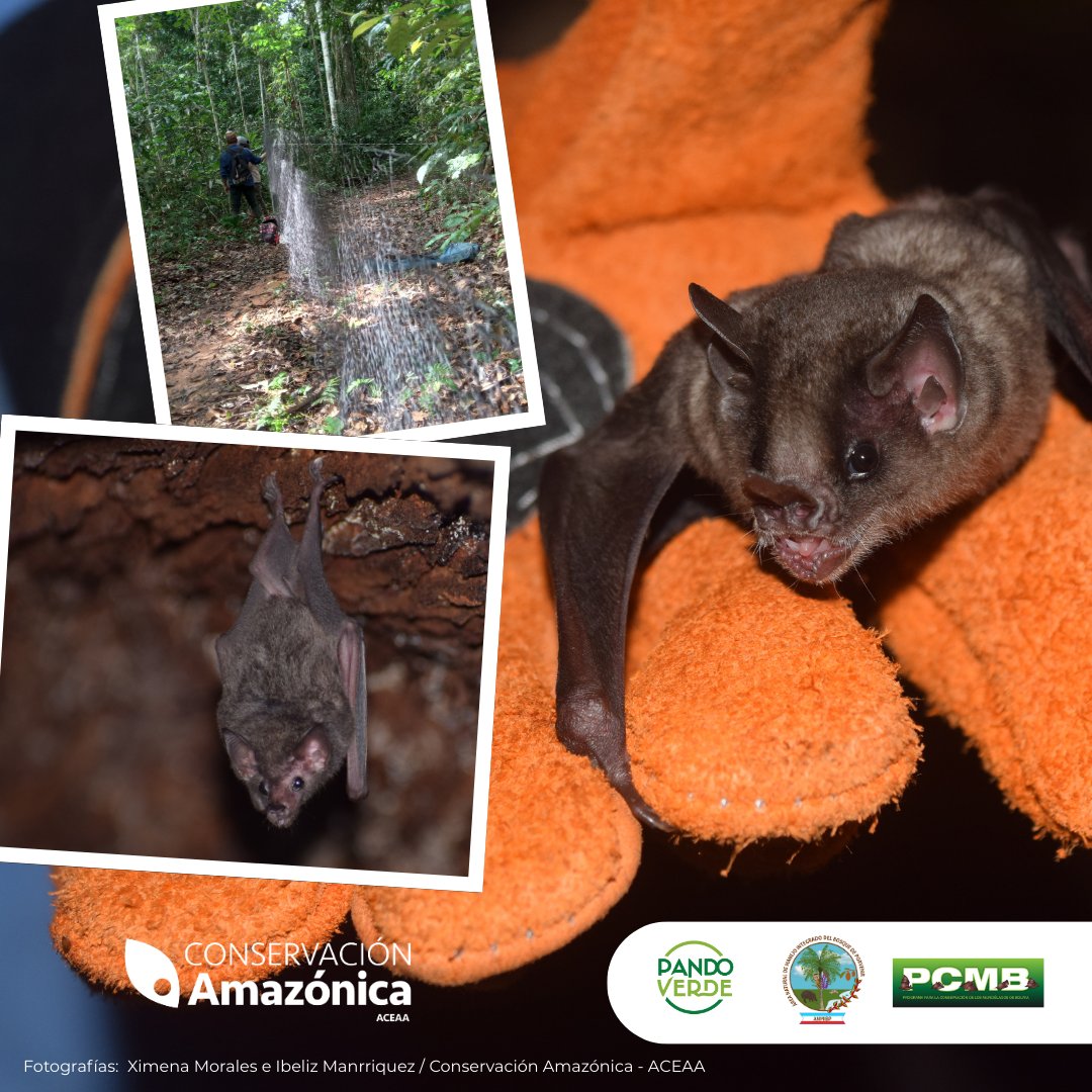 AceaaAmazonica's tweet photo. 🦇¡Murciélagos en el AICOM del ANMI Porvenir!
Junto al #PCMB se hizó un estudio de línea base para la confirmación de especies del área. Se identificaron por primera vez en #Pando refugios de tiendas de hoja de Uroderma bilobatum.
@el_BID @UEenBolivia @SueciaEnBolivia #PandoVerde https://t.co/HAR5PJdHKA