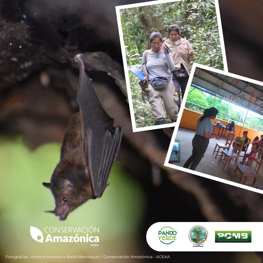 AceaaAmazonica's tweet photo. 🦇¡Murciélagos en el AICOM del ANMI Porvenir!
Junto al #PCMB se hizó un estudio de línea base para la confirmación de especies del área. Se identificaron por primera vez en #Pando refugios de tiendas de hoja de Uroderma bilobatum.
@el_BID @UEenBolivia @SueciaEnBolivia #PandoVerde https://t.co/HAR5PJdHKA