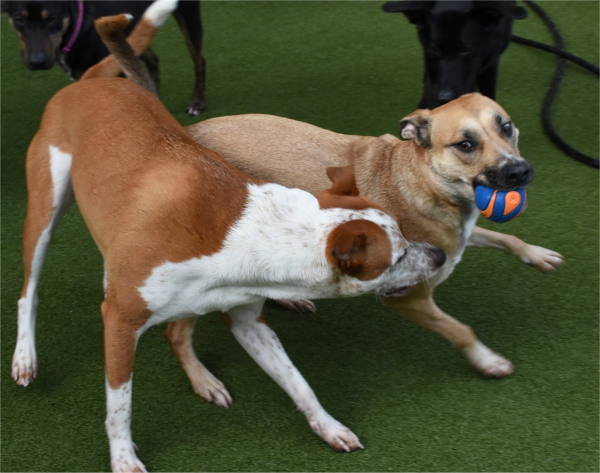 BowWowFunTowne's tweet photo. You want your dog to be healthy, so you make sure she gets exercise. How do you know if she's getting too much or too little? These guidelines will help you know...
https://t.co/UUhJTvATiy https://t.co/OlMEpD23uJ