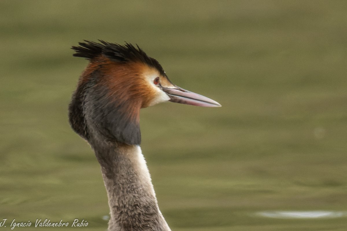 DocNatureBlog's tweet photo. DocNatureBlog: Disfrutando de una de las aves acuáticas más bella... https://t.co/P2yGHDwfBi https://t.co/SDmoqS3UZT