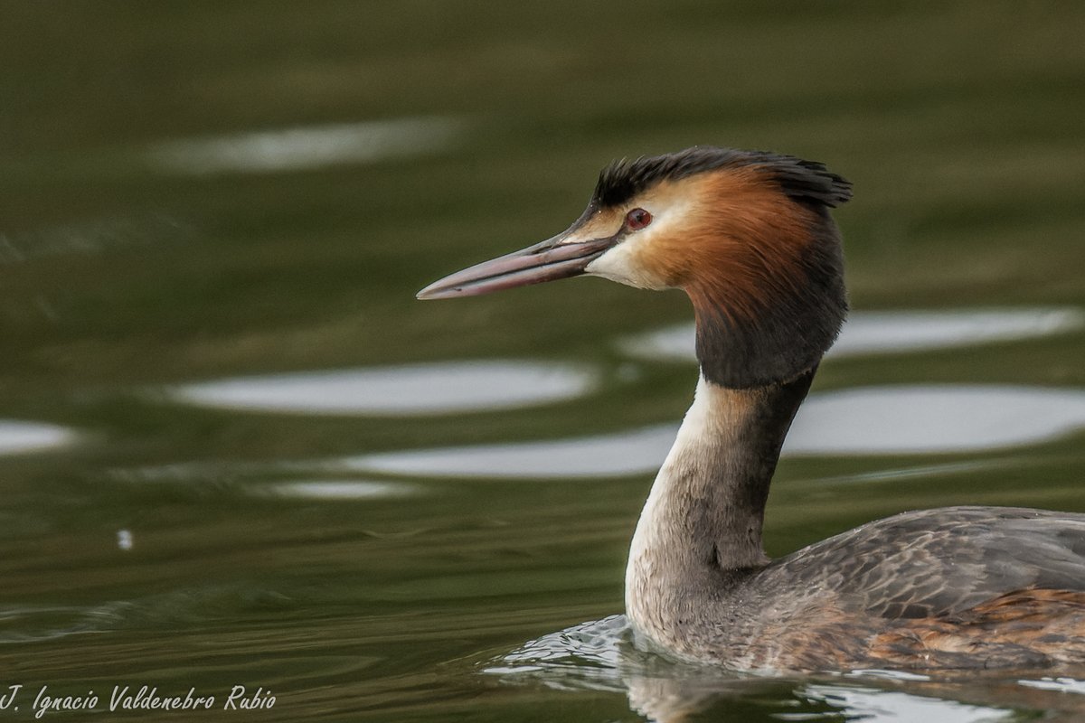 DocNatureBlog's tweet photo. DocNatureBlog: Disfrutando de una de las aves acuáticas más bella... https://t.co/P2yGHDwfBi https://t.co/SDmoqS3UZT