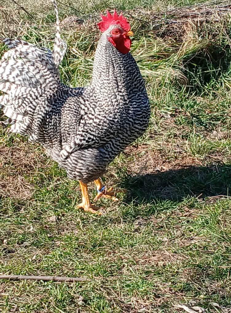 EkoFarmaSibnica's tweet photo. Ložim se da kupim ovakve koke 😁
U pitanju je rasa Amrok, koja se čuva radi konzumnih jaja i kvalitetnog mesa za supu.
Ako slučajno poznajete nekog odgajivača koji prodaje ovakve koke, molio bih Vas da mi prosledite kontakt 😊
#amrok #koke #kokoške #živina https://t.co/hvQL72b14K