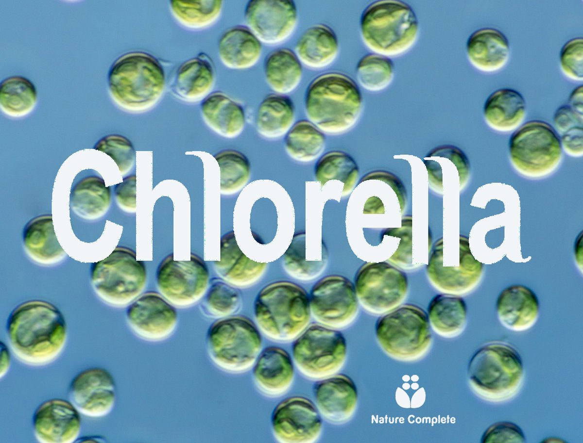 nature_complete's tweet photo. Your Superfood Guide: What is Chlorella?  

Chlorella is a single-celled, nutrient-dense green algae that grows in freshwater. It is the nature’s Tiny Powerhouse and packed with:

✅ 60% protein (more than beef!)
✅ Chlorophyll for natural detox
✅ Iron + B12 for energy
✅ CGF for cell repair & immunity

A secret weapon for energy, immunity & clean living💚 

#Superfood #PlantBased #Chlorella #Detox #HealthyLiving