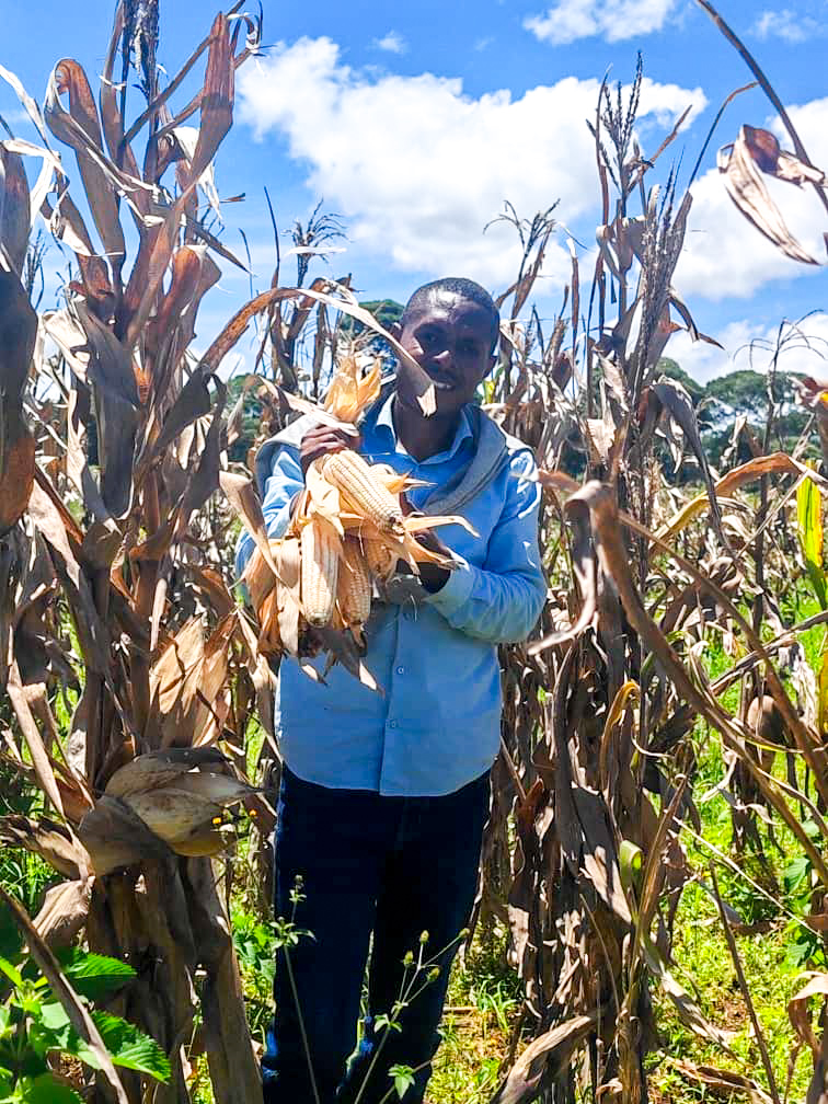 aaliofficiel's tweet photo. #RDC 🇨🇩 | #BlockFarming : Maize harvest in the Plaine de la Ruzizi and in Walungu

In South Kivu, despite persistent security challenges in eastern DRC, small-scale farmers have begun harvesting maize at Ferme Malago, located in the Plaine de la Ruzizi, as well as in Walungu.

This harvest marks a concrete result for over 400 producers involved in the “Block Farming” model in this region of the DRC.
Principally, this model advocates inclusive agribusiness where small producers, large concessionaires and technical institutions work in synergy along the agricultural value chain to achieve convincing results that can sustainably strengthen food security in the region.

@ATARDC @minagri_rdc  @IITA_CGIAR  
#AALI #Agriculture #SmallProducers #Resilience #FoodSecurity #AgriculturalProcessing #InclusiveAgribusiness