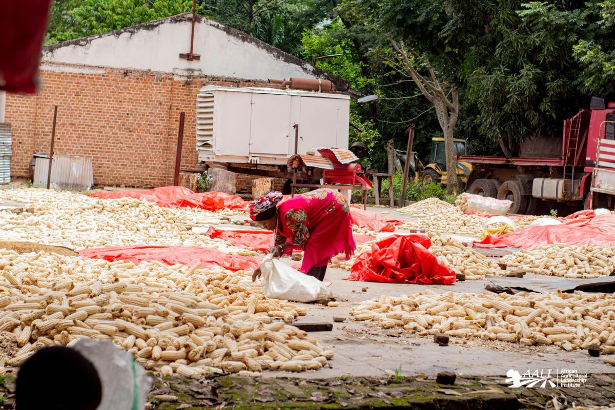 #RDC 🇨🇩 | #BlockFarming : Maize harvest in the Plaine de la Ruzizi and in Walungu

In South Kivu, despite persistent security challenges in eastern DRC, small-scale farmers have begun harvesting maize at Ferme Malago, located in the Plaine de la Ruzizi, as well as in Walungu.