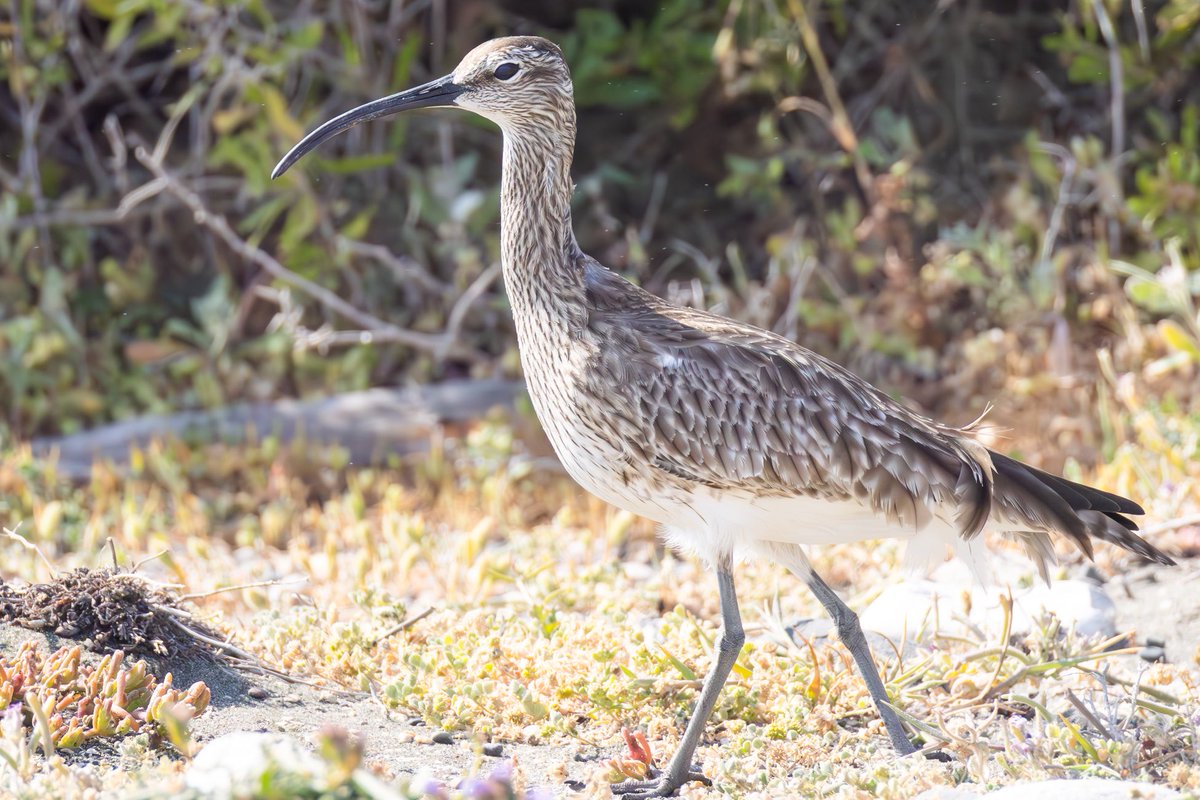 Whimbrel - Akrotiri beach 10 Apr 25 #cyprusbirds #birdsseenin2025