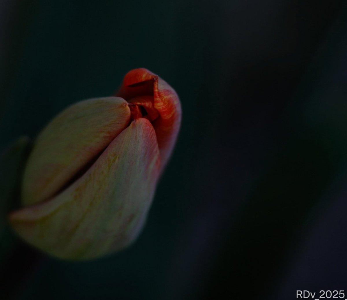 rosie_52's tweet photo. Tulip
#tulip #red #redflower #naturr #Flowers #FlowersOnX #flower #flowerphotography #flower_is #NaturePhotography #NatureBeauty #simplicityinart
@ThePhotoHour https://t.co/gbkkmSLhJT