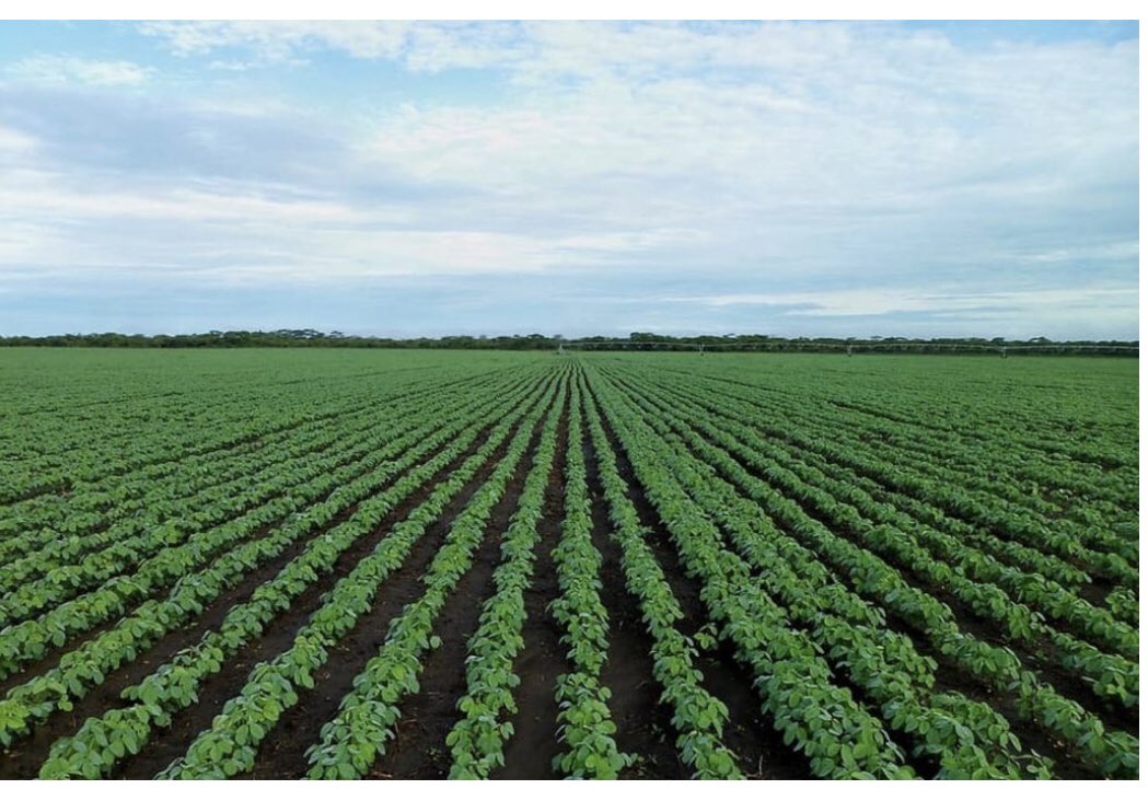 My earnest congratulations to <a href="/TPHPA_Official/">TPHPA</a> for taking a significant step in expanding market opportunities by launching the process to open new markets for macadamia nuts &amp; chrysanthemums in China &amp;Vietnam. This move promises great prospects for our agricultural exports! 🙏💪