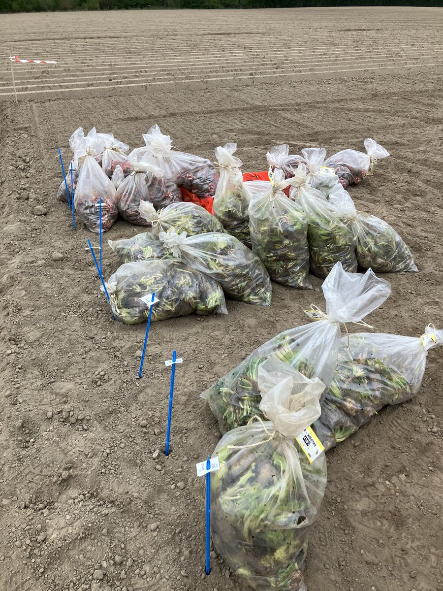 Grosse période aussi pour les plantations #sélection betteraves fourragères 🐄<a href="/GroupeFDesprez/">Florimond Desprez</a> . 27 champs de production, plus de 90000 plants et des centaines de génétiques différentes 🧐