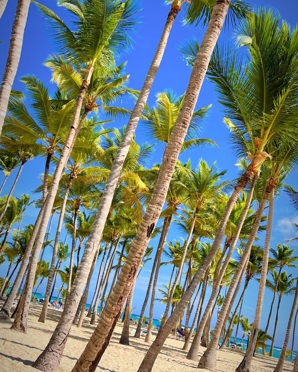 around_esp's tweet photo. Playa Caribe + Agua de Coco (Resaca Friendly) 🍃
📍 Dicen que el agua de coco es la mejor cura post-party... ¿Lo confirmamos en tu próximo viaje?
📲 Descubre los mejores destinos del Caribe aquí: https://t.co/ghP8D1Uuhk https://t.co/wMEKf2fwoi