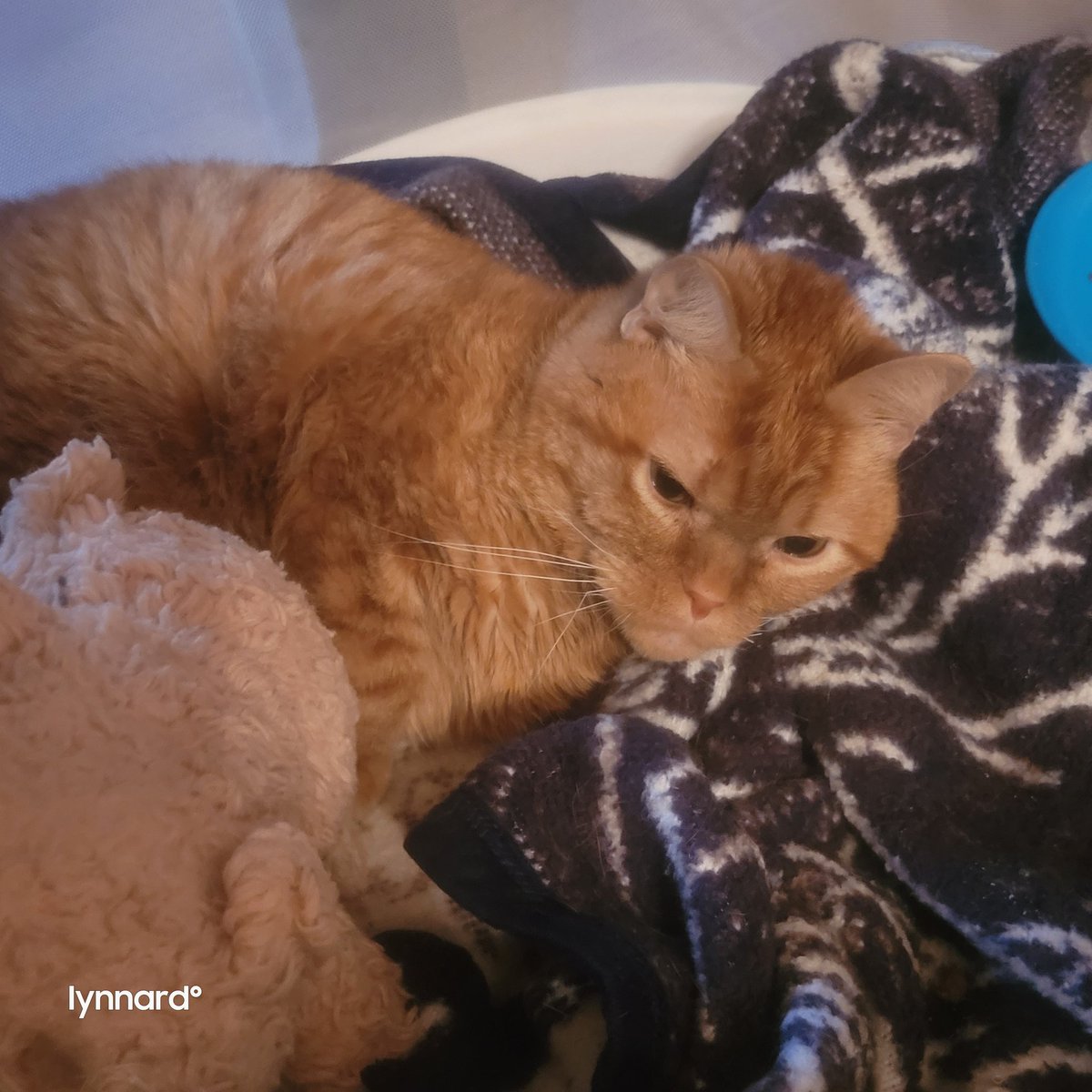 lynnslagle42's tweet photo. He was asleep
I coughed, bc, you know asthma
I don't think he enjoyed my cough
Louie is annoyed
#cerebellarhypoplasia #chlove #wobblykitty #chkitty #louiepatchouliblue #smallboi #cuteboi #kissableface #annoyedlouie #sorrybro https://t.co/oScNi3EtOS