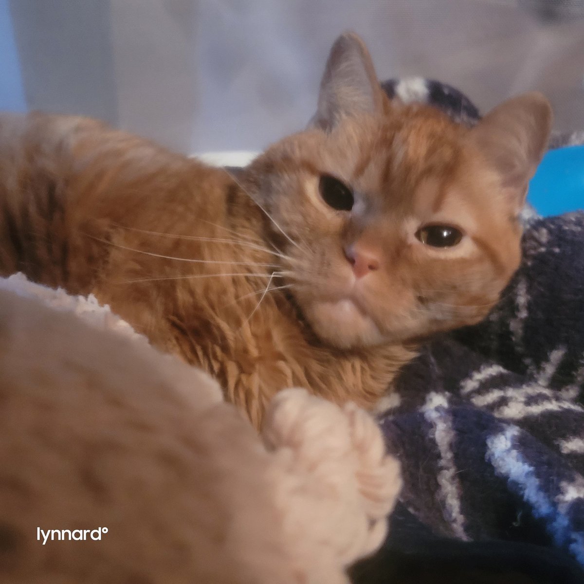 lynnslagle42's tweet photo. He was asleep
I coughed, bc, you know asthma
I don't think he enjoyed my cough
Louie is annoyed
#cerebellarhypoplasia #chlove #wobblykitty #chkitty #louiepatchouliblue #smallboi #cuteboi #kissableface #annoyedlouie #sorrybro https://t.co/oScNi3EtOS