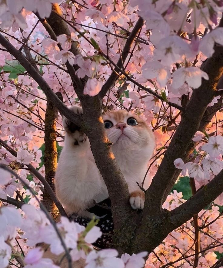 @haobincats) / Posts / X
