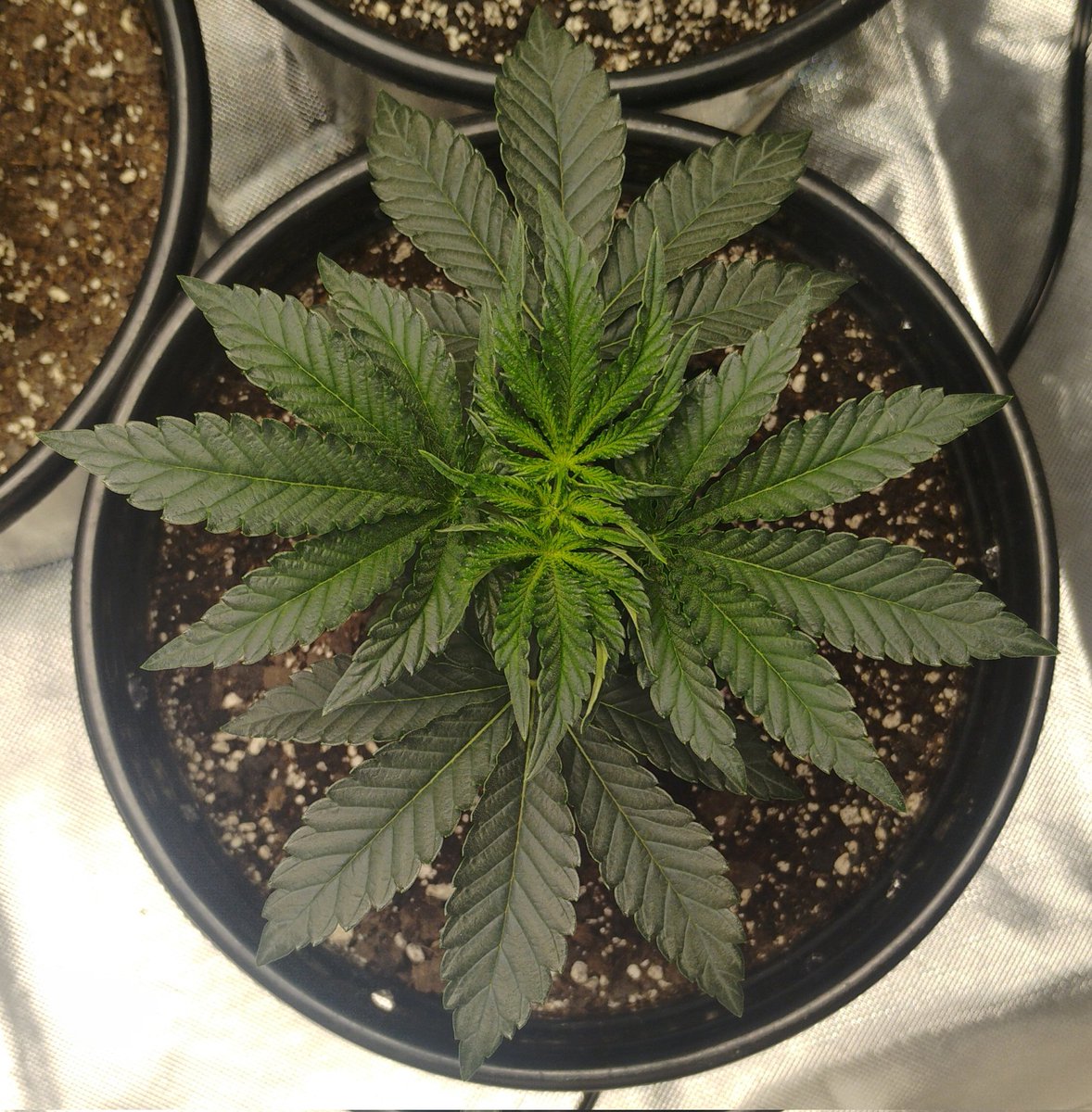 WickedWeighs tweet media