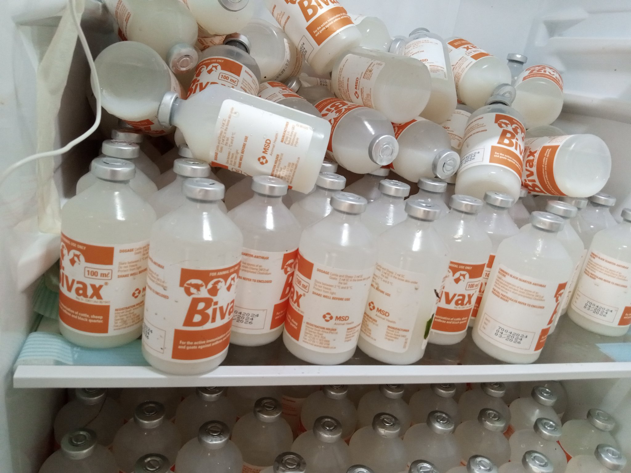 Kabale District Local Government on X: "In response to the recent suspected anthrax outbreak, we've received 19,200 doses of anthrax vaccine from @MAAIF_Uganda. These will be used to inoculate all healthy animals.