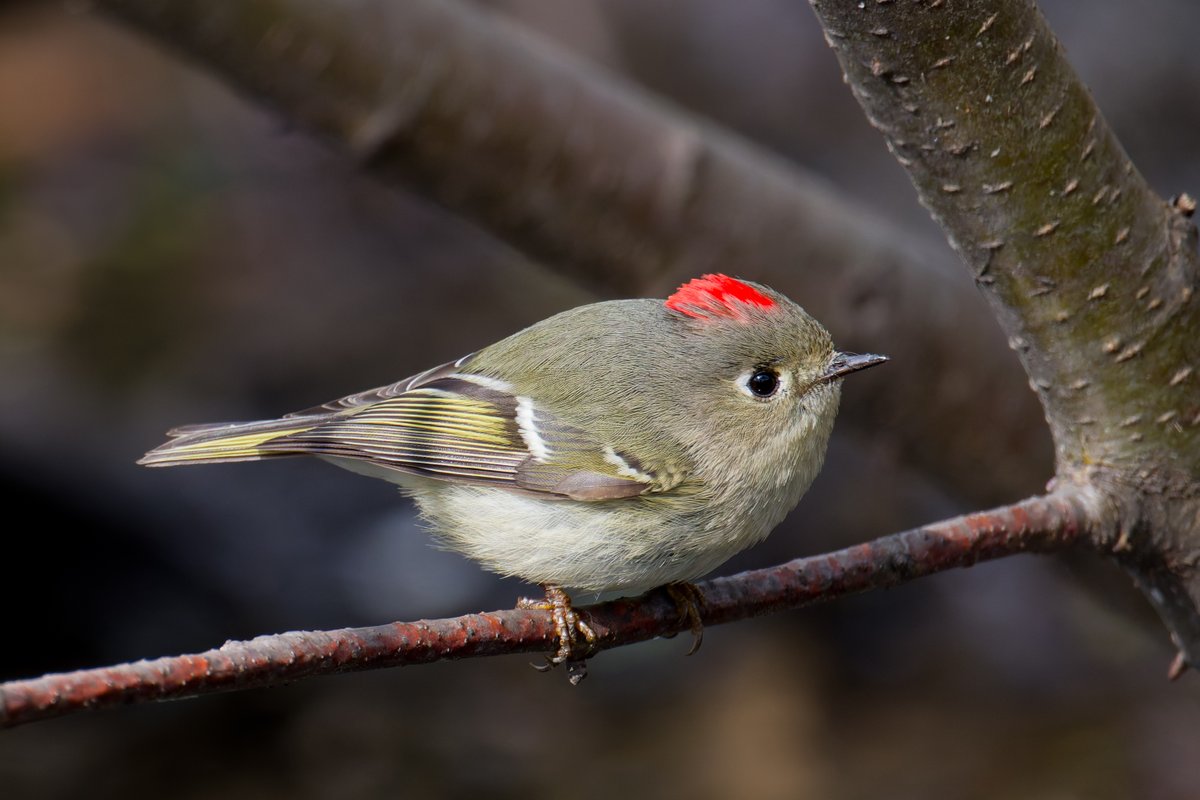 hubbnyc's tweet photo. Ruby-crowned Kinglet in the Central Park Ramble today   
#rubycrownedkinglet #birdcpp #birdphotography #nikonphotography #springmigration https://t.co/82dmEzl7XU