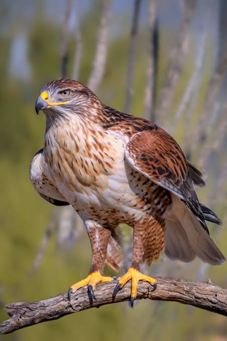 🚨 | Yuki Tsunoda reveals his biggest fear is “being eaten by a large bird”

🗣️ “Have you seen some really big birds before? They look so scary, so I am always fearful - anything from a Hawk to a Pelican could pick me up and eat me. So I am very scared when I go to a zoo.”