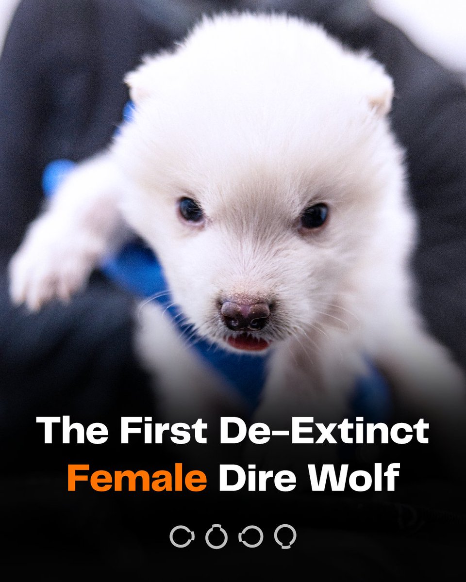 colossal's tweet image. Meet Khaleesi—the first female dire wolf ever brought back from extinction. Reborn on January 31, 2025, she may be a little younger than the boys, but she’s quickly going to catch up to them. 

Watch the pups grow up and catch exclusive videos on our YouTube channel.…