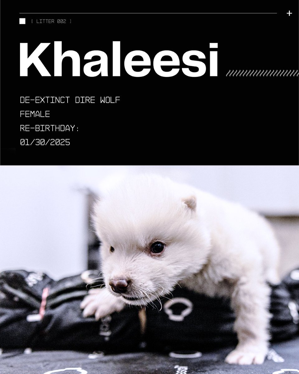 colossal's tweet image. Meet Khaleesi—the first female dire wolf ever brought back from extinction. Reborn on January 31, 2025, she may be a little younger than the boys, but she’s quickly going to catch up to them. 

Watch the pups grow up and catch exclusive videos on our YouTube channel.…