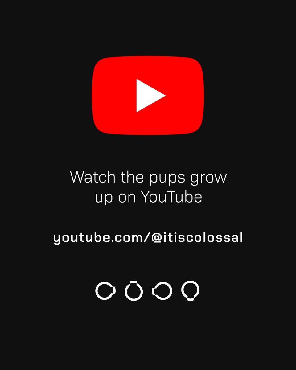 colossal's tweet image. Meet Khaleesi—the first female dire wolf ever brought back from extinction. Reborn on January 31, 2025, she may be a little younger than the boys, but she’s quickly going to catch up to them. 

Watch the pups grow up and catch exclusive videos on our YouTube channel.…