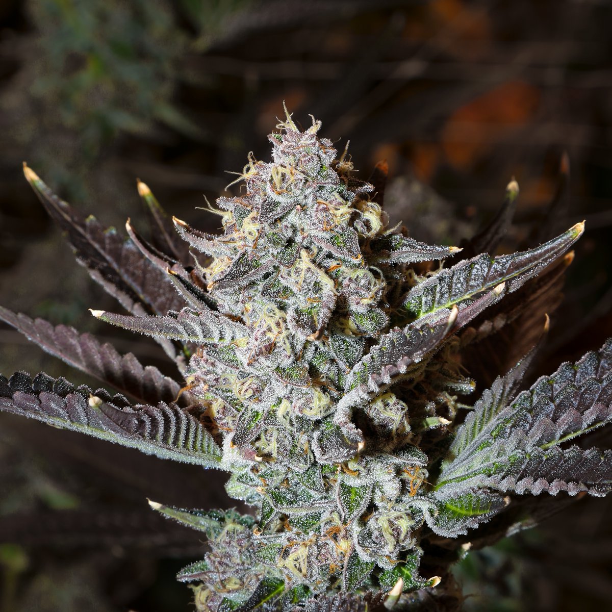 FreddysFuego's tweet image. The Hunt is making landfall soon!

Divine Queen - Divine Gelato x Queen Of The South