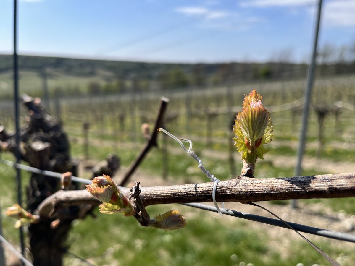 Budburst underway ⁦<a href="/RathfinnyEstate/">Rathfinny Estate</a>⁩ #Sussex