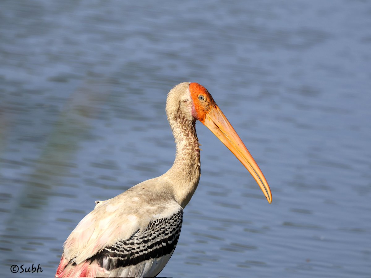 A lovely Painted Stork in the shallow water behind our residence, yesterday.

#IndiAves #ThePhotoHour #BBCWildlifePOTD #natgeoindia
