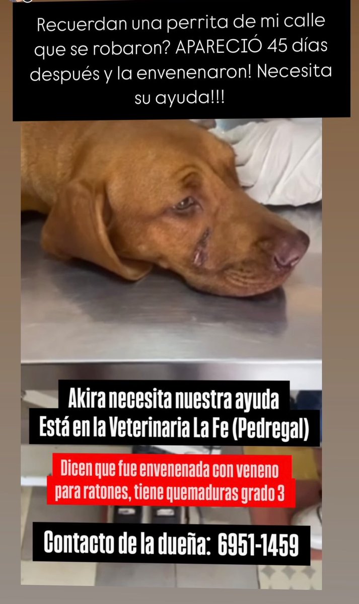 Recuerdan a Akira? Se la robaron hace 45 días de su casa y hoy apareció golpeada, maltratada y encima envenenada! Está luchando pero necesita ayuda!!! Please RT y si pueden cooperar se les agradece!