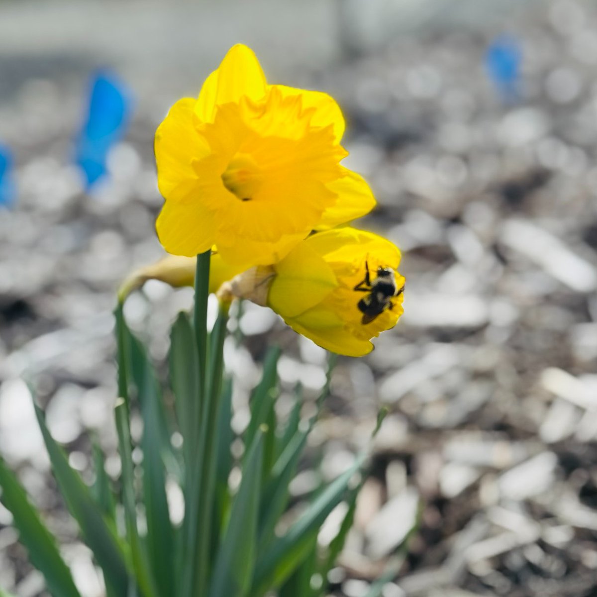 genabessire's tweet photo. Springtime sunshine and busy bees! 🌼🐝 Watching my daffodils bloom is pure joy—nature’s cheerful reminder that brighter days are here.
#springflowers #daffodils #busybee #gardeninglife #springhasarrived #springvibes #writersgarden #writerslife #writingcommunity #readingcommunity https://t.co/K1jO8uYEsd