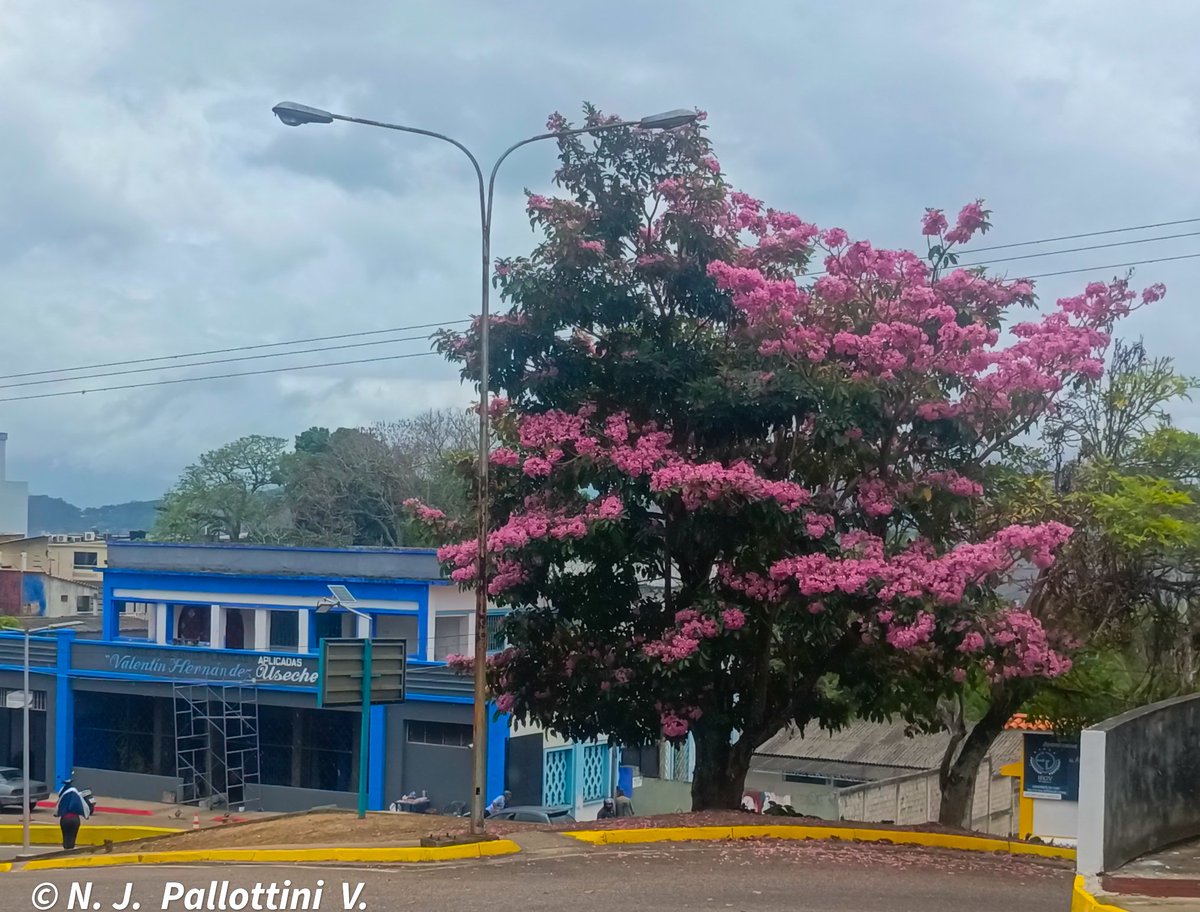 NJPallottiniV's tweet photo. Apamates.

San Cristóbal - Venezuela.
#apamates #photography #photographer #NaturePhotography #postal #SanCristobal #Tachira #Venezuela https://t.co/qzVxHzeKnn