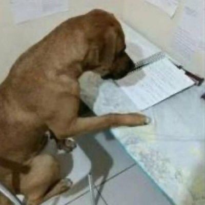neyiturro's tweet photo. desde q comencé la facultad todavía no m sente a leer un pdf https://t.co/vzi5tjRF2D