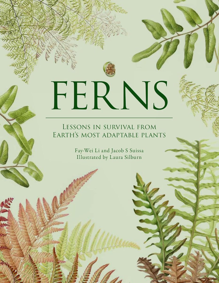 Jacob Suissa and I wrote a #book about #ferns! It's beautifully illustrated by the amazing artist Laura Silburn. Will be released in May and you can preorder from Amazon. More here: mailchi.mp/btiscience/fer…