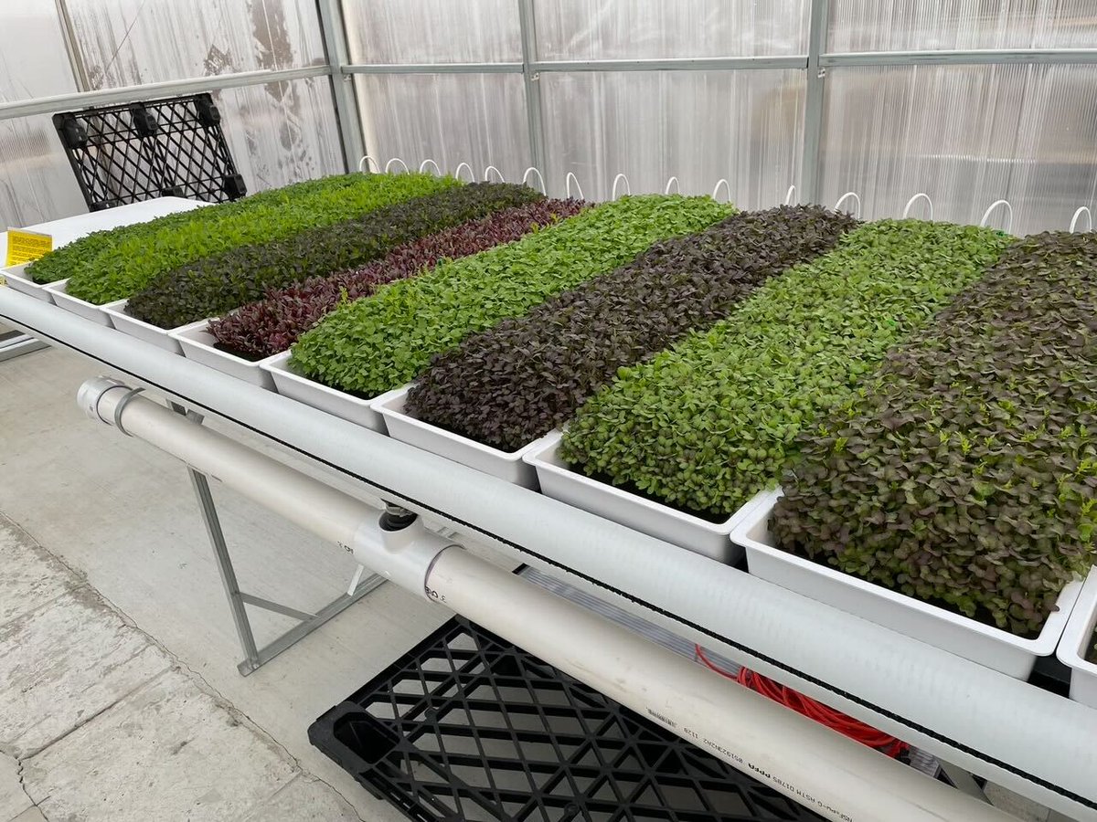 Joe Swartz (@hydroconsultant) on Twitter photo #CEA marketing tip of the day: Ask yourself, "what additional items can I provide to existing customers?"
We always over-size our <a href="/AmHydro/">American Hydroponics</a> propagation tables to allow growers to incorporate high-value #MicroGreens production into their regular crop rotation. #CEA marketing tip of the day: Ask yourself, "what additional items can I provide to existing customers?"
We always over-size our <a href="/AmHydro/">American Hydroponics</a> propagation tables to allow growers to incorporate high-value #MicroGreens production into their regular crop rotation.