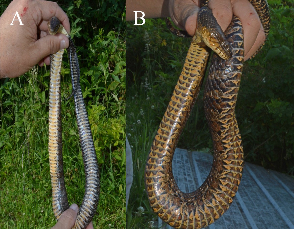 !New Snake Study!

17 years of Nerodia sipedon--one of America's most widespread, yet overlooked species

🐍🐍🐍

Long-term studies are needed to understand long-lived species

doi.org/10.2992/007.09…