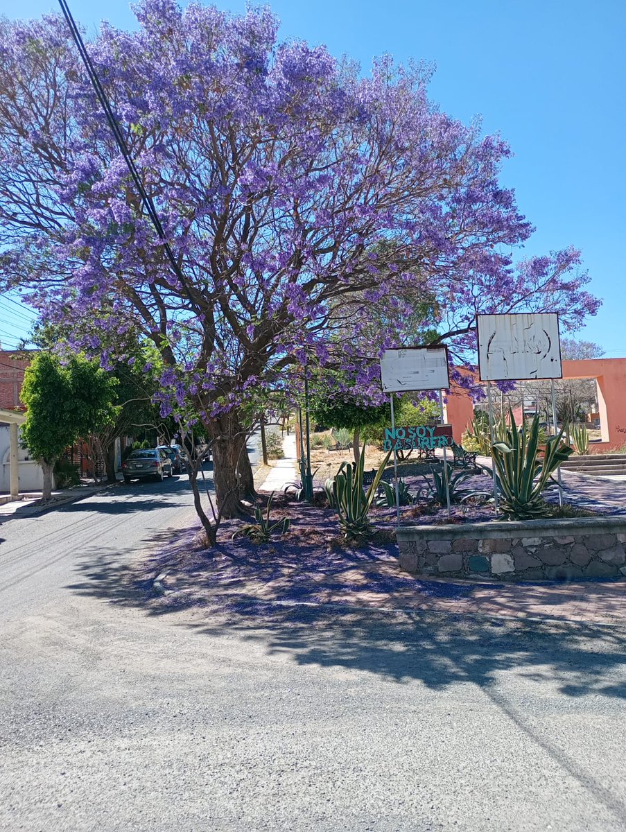 Mario52263123's tweet photo. 20.9780740, -101.2776348
Arturo sierra, cúpulas Guanajuato 
#JacarandaAzteca @RicardoBSalinas @JorgeNikaidoB @MLMSalinas https://t.co/yHW9eEUUGp