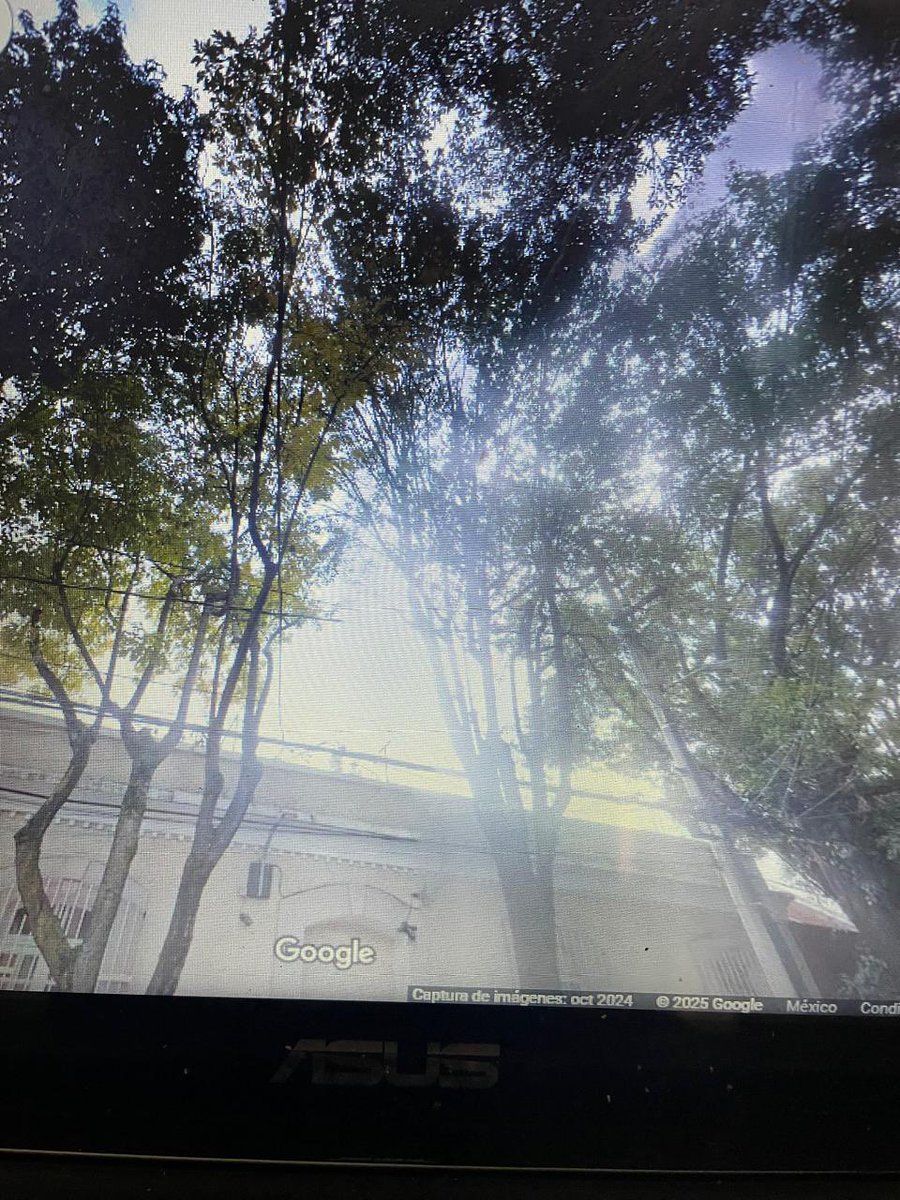 RaulParedesP's tweet photo. 🚨URGENTE🚨
Y aquí @mauriciotabe TALANDO árboles en la colonia Escandón, y seguro en complicidad de dictámenes apócrifos de @MHPrevencion

Oye @PAOTmx urge investigar General Francisco Murguía  75 entre Marti y Progreso, col Escandón en la @AlcaldiaMHmx https://t.co/XfQfCyPwvV