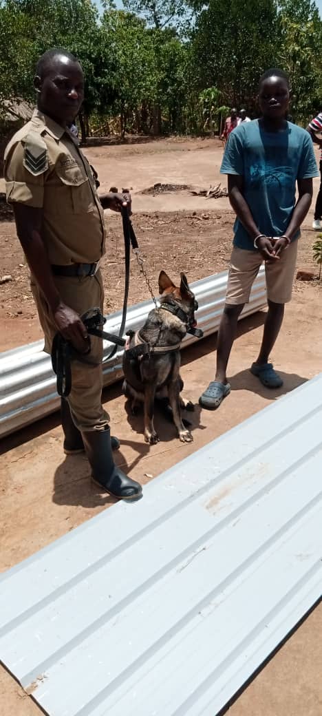 Gulu K9 unit cracks case of stolen iron sheets at Awach Secondary School with police dog Liberty's expert tracking skills, leading to arrest of suspect Odong Ronald and recovery of 5 stolen sheets. Suspects Amos and Sanny fled the scene..🫢
