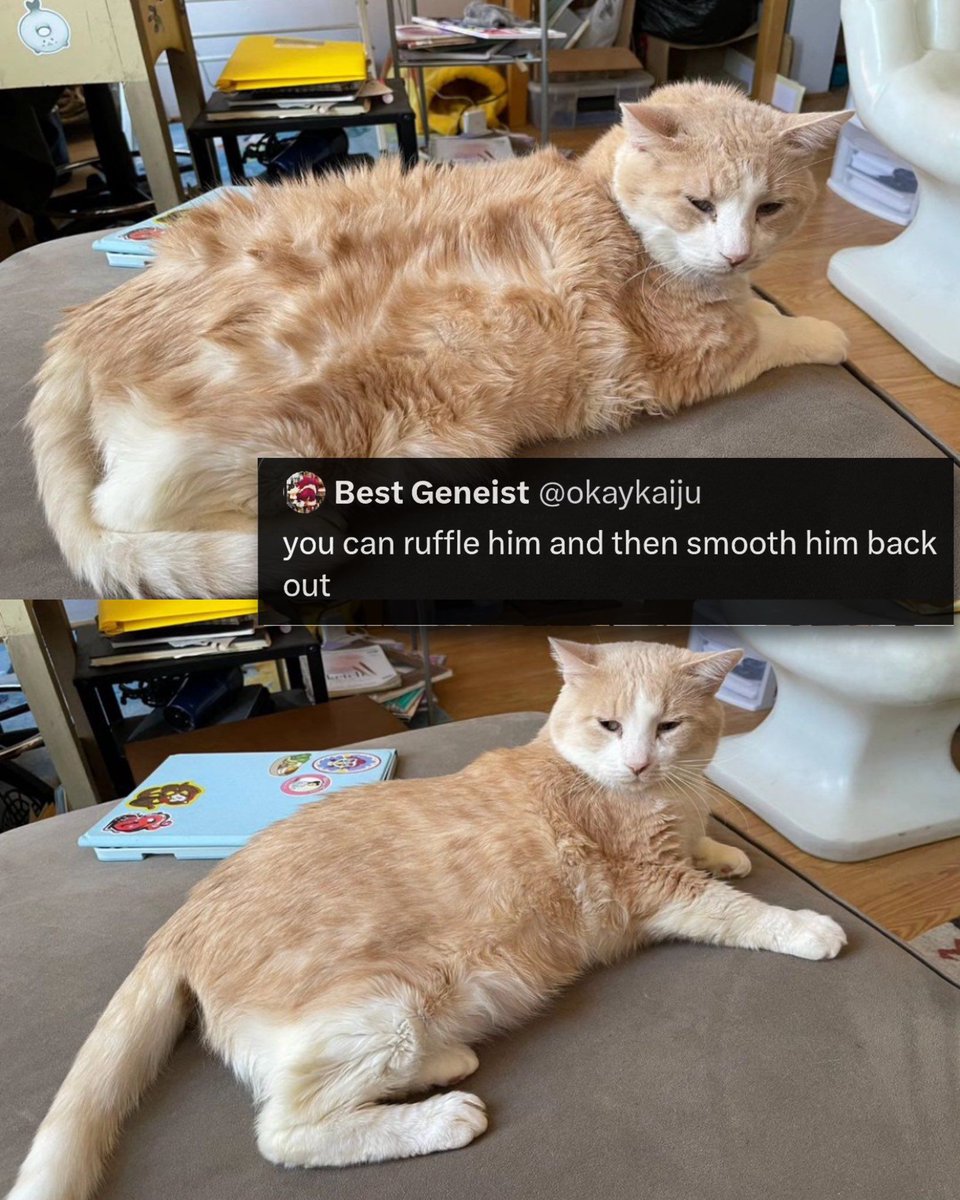 Why you should have a cat tweet media