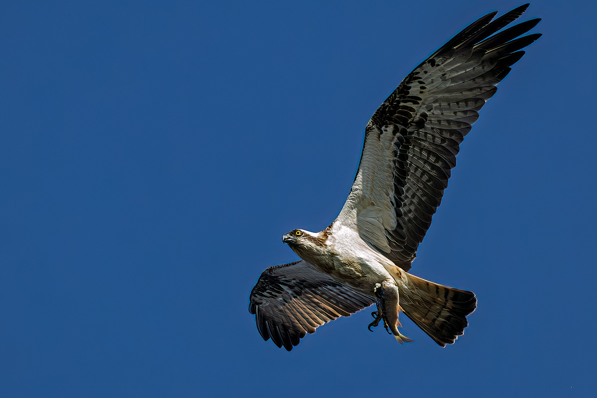 Derek Lees (@derek_lees) on Twitter photo Male Osprey (Pandion haliaetus) with a fish. Bird ring No. 2AM
Taken at Blithfield Reservoir (WMBC Permit Only), Staffordshire, UK.
10/04/2025
#Osprey
#BlithfieldReservoir
<a href="/WestMidBirdClub/">West Midland Bird Club</a> <a href="/Staffsbirdnews/">Staffs Bird News</a> <a href="/BirdGuides/">BirdGuides</a> <a href="/RareBirdAlertUK/">RareBirdAlertUK</a> Male Osprey (Pandion haliaetus) with a fish. Bird ring No. 2AM
Taken at Blithfield Reservoir (WMBC Permit Only), Staffordshire, UK.
10/04/2025
#Osprey
#BlithfieldReservoir
<a href="/WestMidBirdClub/">West Midland Bird Club</a> <a href="/Staffsbirdnews/">Staffs Bird News</a> <a href="/BirdGuides/">BirdGuides</a> <a href="/RareBirdAlertUK/">RareBirdAlertUK</a>