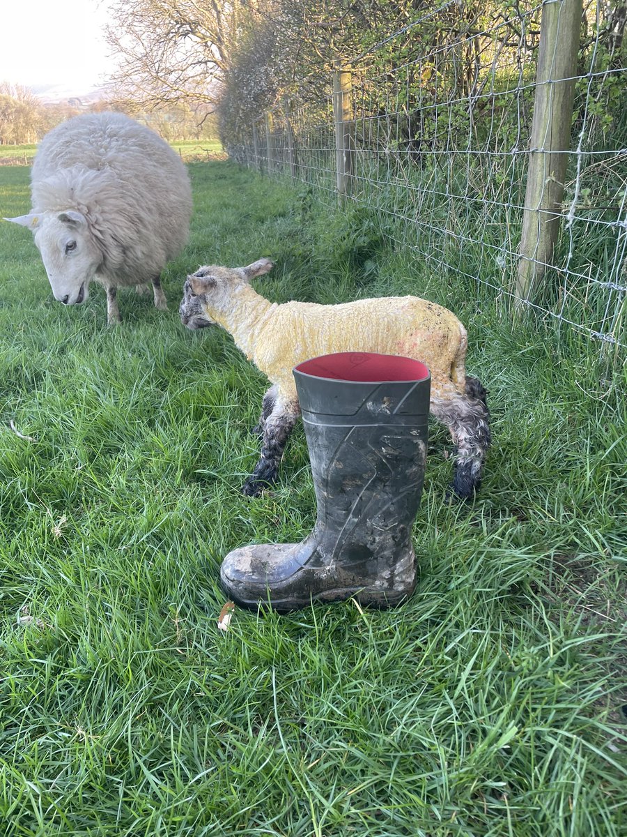 No cake and outdoor lambing💪😍☘️